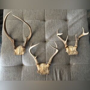 Texas White Tail Deer Antlers. 3 Sets